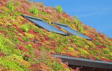 Newton St Petrock living roof systems